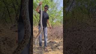 Indian rock python snake 🐍#reels #trending #viral