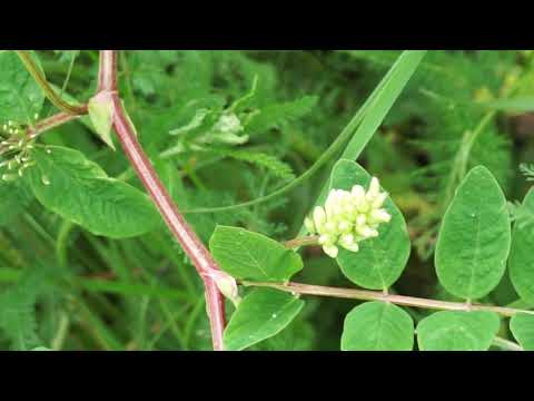 Wideo: Astragalus Wełnisto-kwiatowy - Lecznicze Właściwości Astragalusa Wełnisto-kwiatowego. Przepisy Astragalus