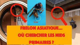 Comment savoir où se trouve un nid de frelon asiatique ?