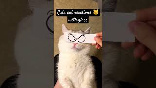 Cute cat Reaction with paper Glass Artcutecat cats funnycats catmeow animals