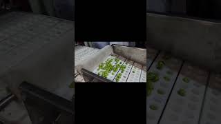 Olive Pitting machine / Pitting machine/ cherry Pitting machine / date Pitting machine / food
