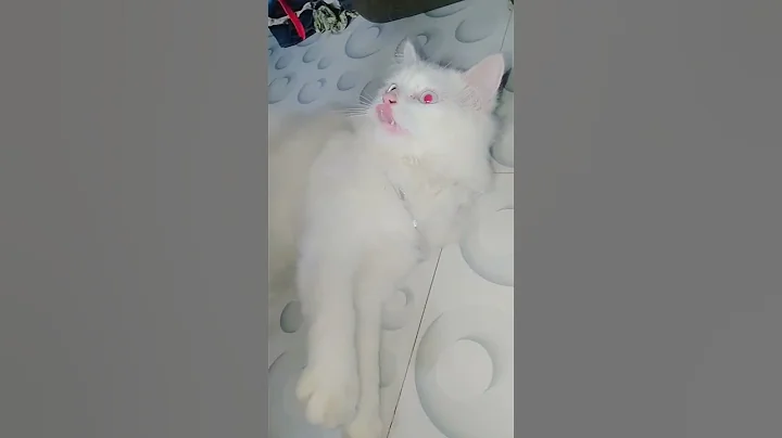 Video 9273451: persiancat persians, catlover persiancat pets cutecat, cat persiancat cutecat pets, cat persiancat kitty