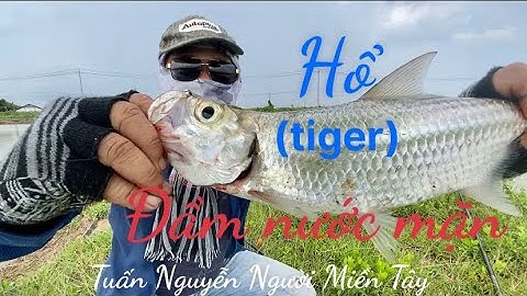 Chạm mặt cọp đầm nước mặn, giật không nghỉ tay ,@ câu cá thiên nhiên một ngày bội thu..