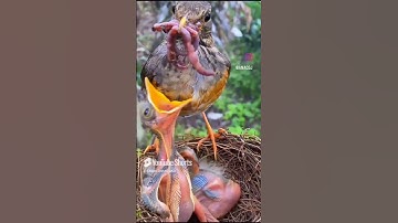 #اكسبلور #قران كريم #funny #المصحف #animals #ضحك #تيك توك #duet #kpop #blackpink