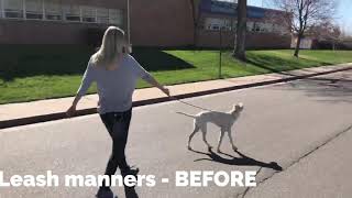 Spirits Dog Training Program