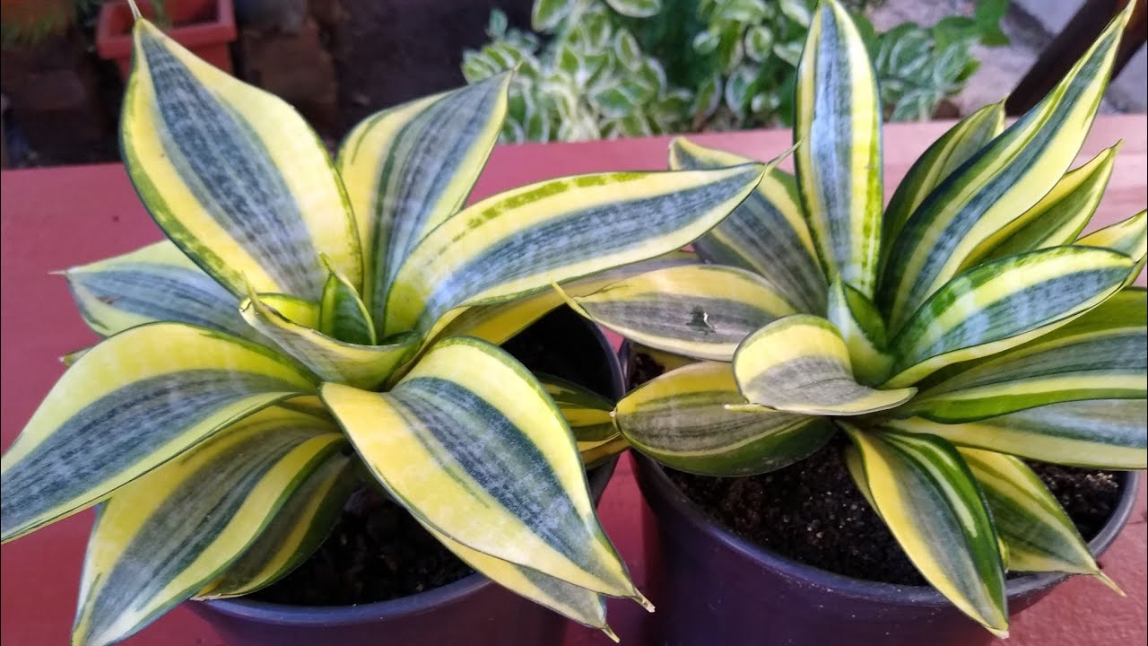 Plantando Folhas Mini Espada De São