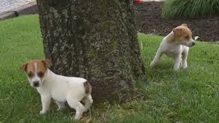 Jack Russell Terrier Puppies For Sale