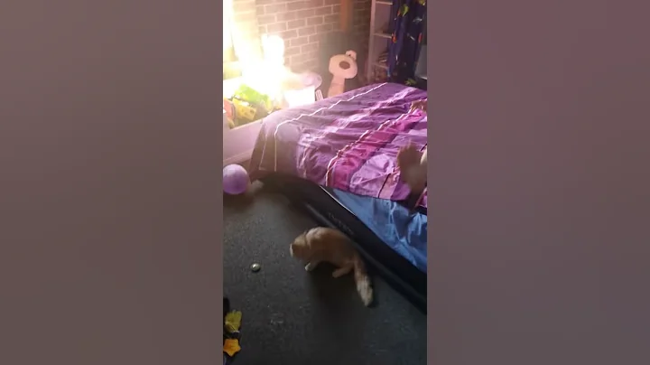A Flying Cat Doing A Summersault