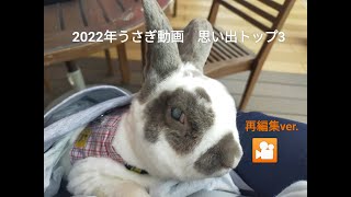 2022年思い出TOP3/うさぎ編　#2022年 #思い出 #TOP3 #うさぎ #レッキス #rabbits #rex