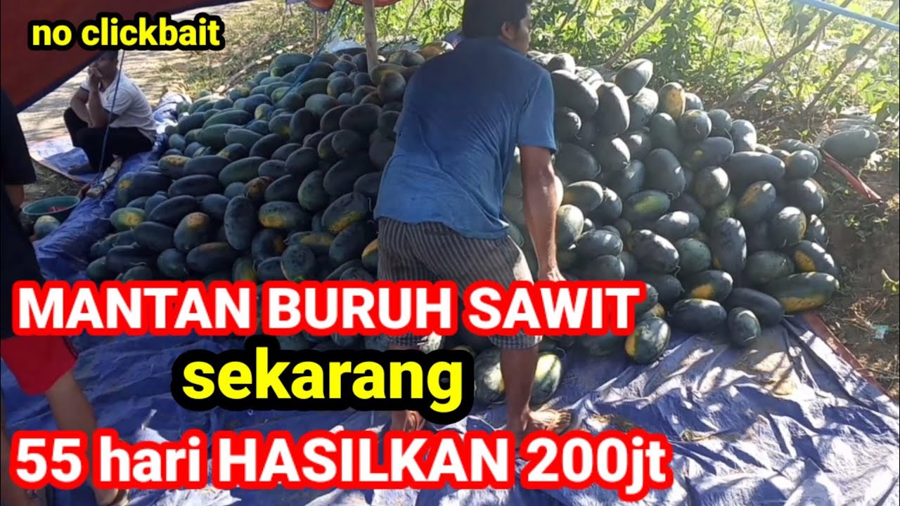 Tinggalkan Kerjaan Sawit Demi Bertani Semangka || SOLUSI SUKSES