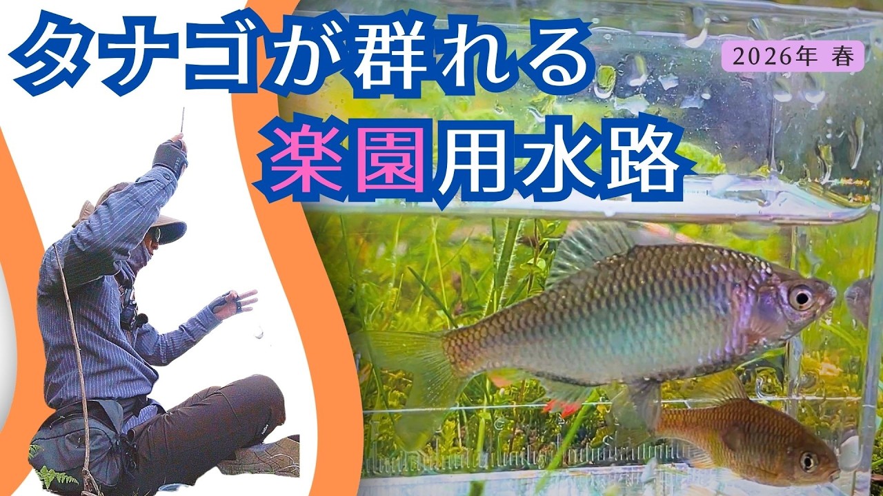 春タナゴ The newly developed irrigation canal is a veritable bitterling