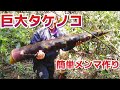 巨大タケノコ（竹）で作る　本格メンマ　筍掘り　自給自足