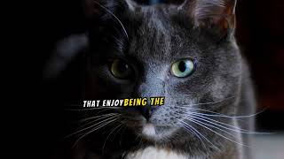 5 Rare and Unique Cat Breeds You Won't Believe Exist! #UniqueCats #CatLovers  #ViralCats