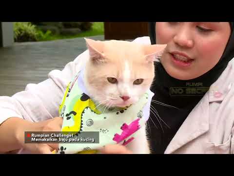 Video: Cara Membasmi Anjing