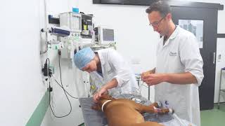 The Anaesthesia journey at Davies Veterinary Specialists
