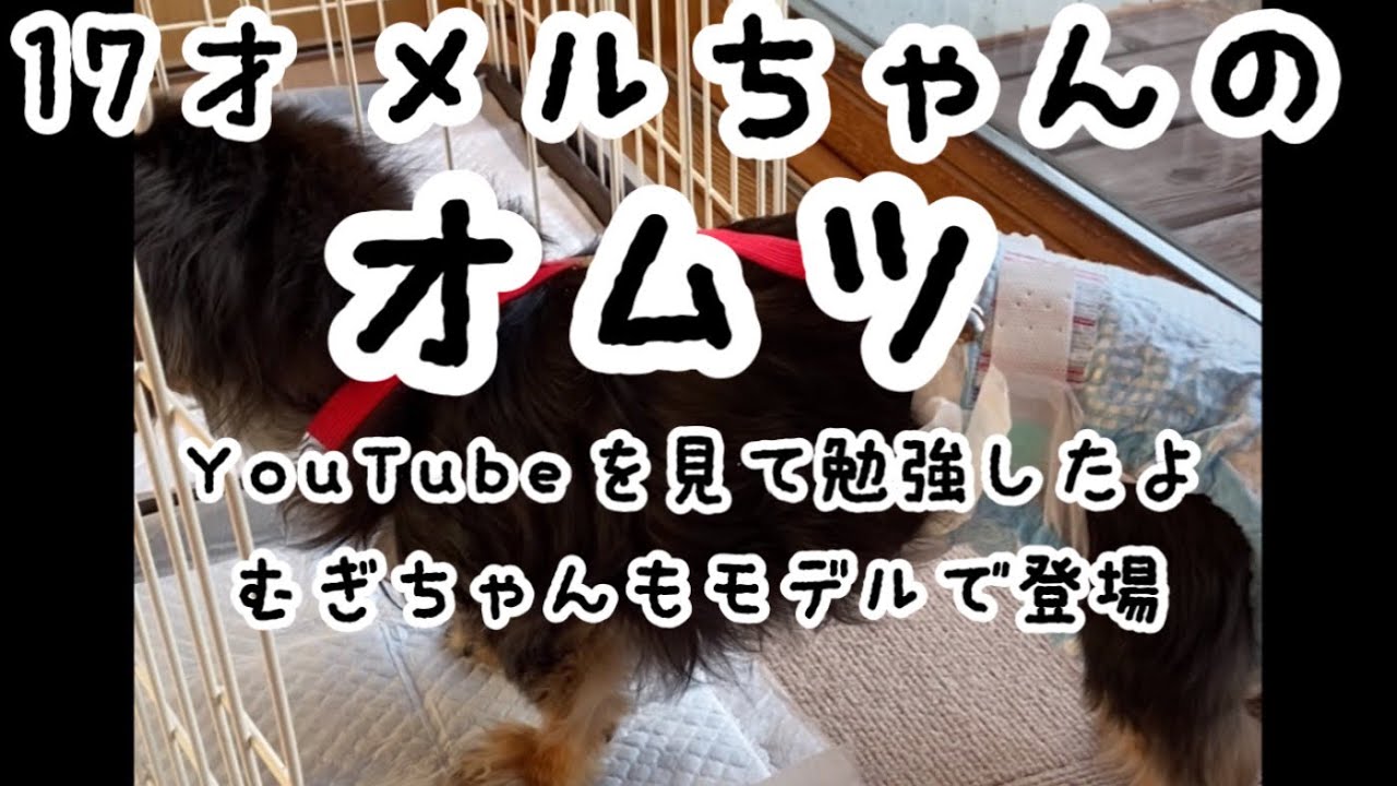 No.101   外れちゃうオムツに困っていたけど【老犬ダックス】【老犬介護】【老犬オムツ】