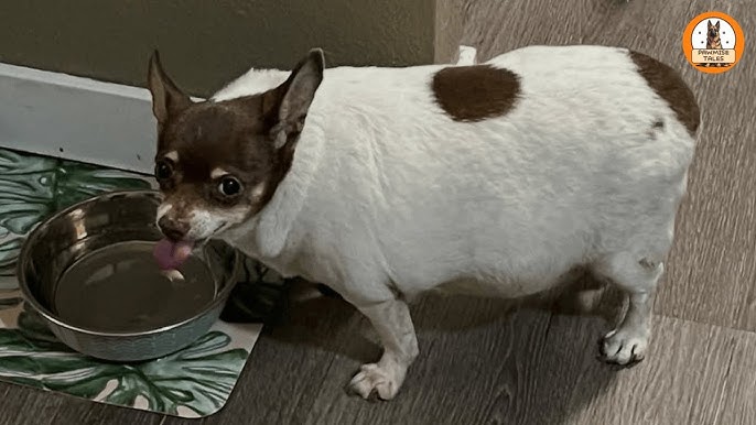 Dendida video oyin bilan jinsiy porno