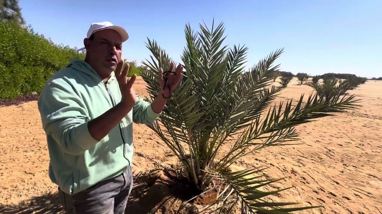 لو عاوز تطلع محصول مجدول وتجيب إنتاج كثيف و تبيع بسعر عالمي ومن أفضل مواصفات في العالم !؟!!