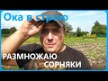 МОТОБЛОК РАЗМНОЖАЕТ СОРНЯКИ!!! Фрезерую ПАР мотоблоком после пахоты