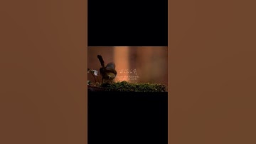 القارئ بلال دربالي