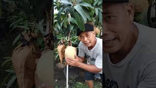 mangga berbuah dipot dan wajib dikoleksi