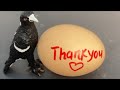 RAW EGG PEELING - Moha melo