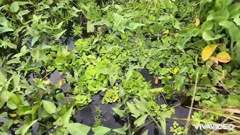 Mô Hình Nuôi Ốc Ở Ao Phát Triển Nhanh Lớn  Lh 0919748192