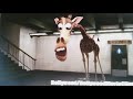 Madagascar melman gets hit by a train