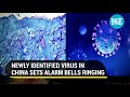 New Langya virus sickens dozens in China symptoms include impaired liver  kidney function