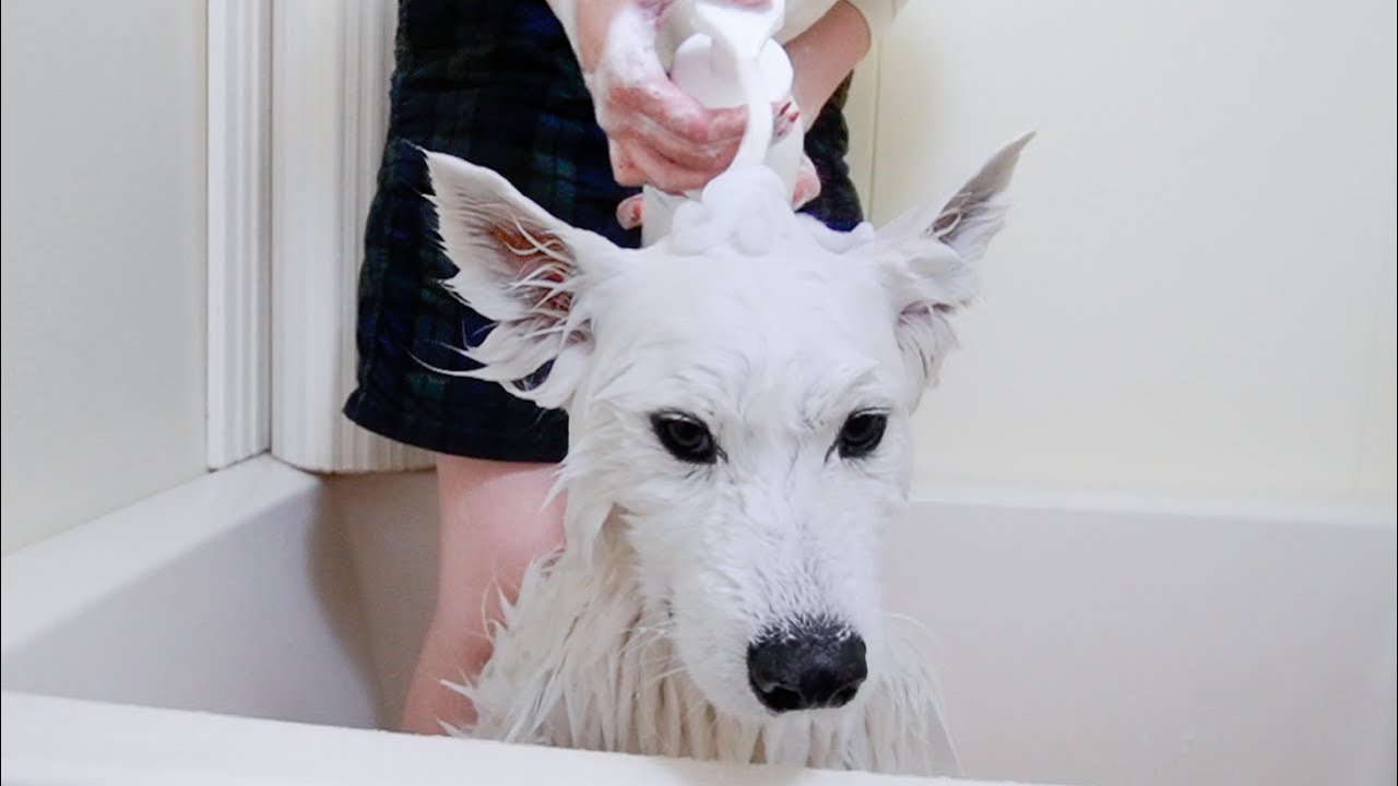 This Samoyed dog hates baths and is so cute in his obvious despair
