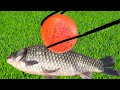 Experiment：Glowing 1000 degree Metal Ball VS fish