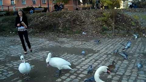 Czech birds near Charles Bridge
