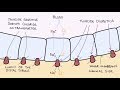 How do Thiazide Diuretics Work? Understanding Bendroflumethiazide and Indapamide