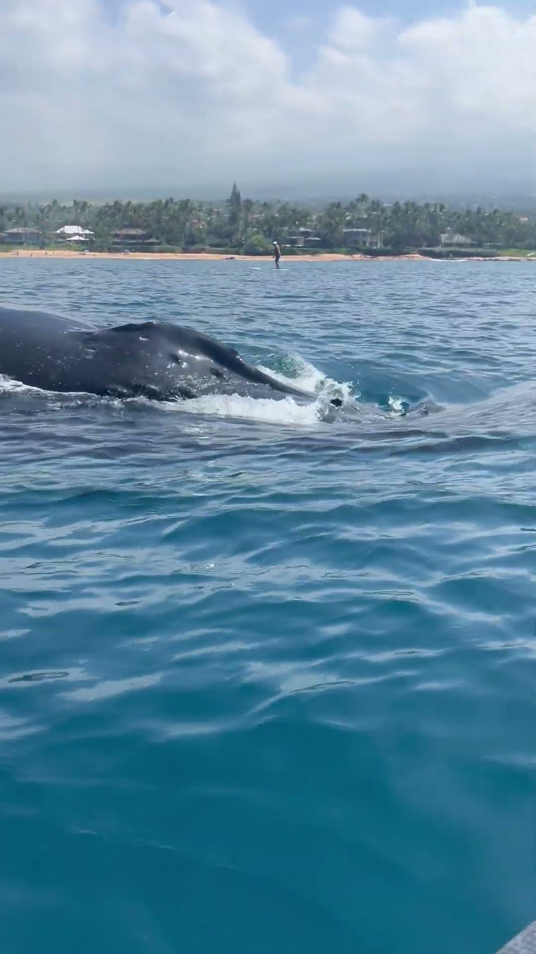 Kayaker Encounter With Pod Of Humpback Whales || ViralHog