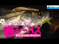 【シーバス釣り】「春の訪れは川底から!?都市河川の攻略法に迫る」釣り名人の秘密を暴け!第100回