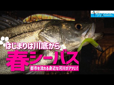【シーバス釣り】「春の訪れは川底から！？都市河川の攻略法に迫る」釣り名人の秘密を暴け！第100回