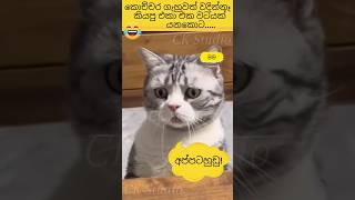 Download Lagu කොච්චර කයිය ගැහුවත් එක වටේ යනකොට😅#funny #cat #cute #best #viralvideo #ck #studio MP3