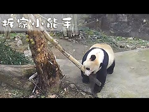 《熊貓早晚安》拆家小能手 | iPanda熊貓頻道
