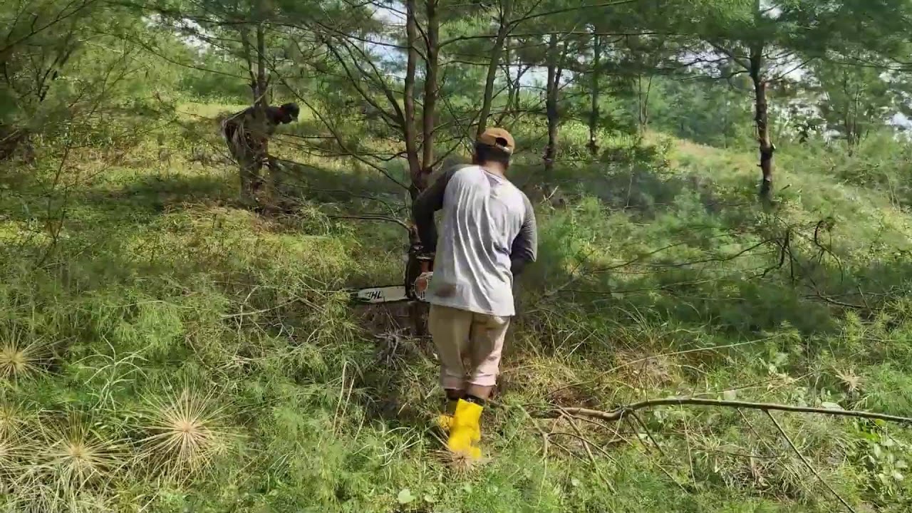 TRADITIONAL FARMING TRICKS: MODERN CUTTING SAW FOR PRUNING PINE TREES! -Agriculture Farming