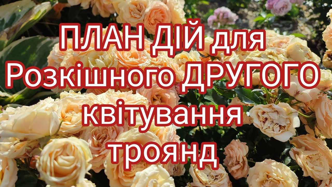 План дій для розкішного другого квітування троянд🌹🌹🌹