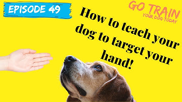 How to teach your dog to target your hand