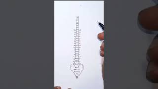 Human backbone drawing Human backbone drawing