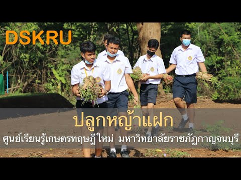 DSKRUtv - ปลูกหญ้าแฝก