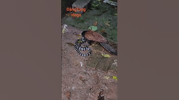 Bìm bịp săn đêm rắn cạp nia cực độc