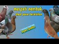 Merpati terlalu kencang Los dor langsung mati