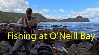西海岸黑沙滩钓鱼 Fishing at O'Neill Bay, West Auckland【NZ Lucy Vlog 116】
