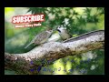 Parveen Shakir Poetry | پرندوں اور درختوں سے جڑی خوبصورت شاعری | دل چھو لینے والی غزل