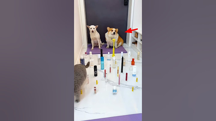 कुत्ते और बिल्ली  Race  dog and cat were asked to leave the #shortvideo #viralvideo #short #cartoon