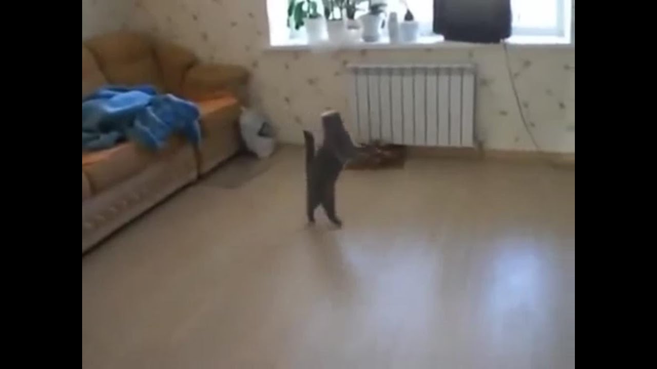 Cat Walks On 2 Legs Like Human!! YouTube