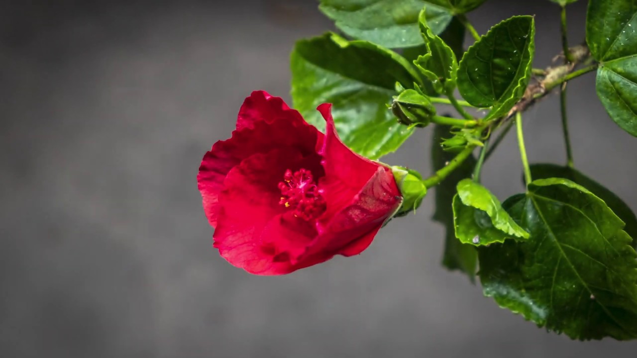 Hibiscus Blooming Timelapse YouTube